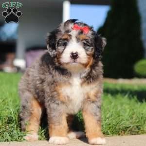 Fern, Mini Bernedoodle Puppy